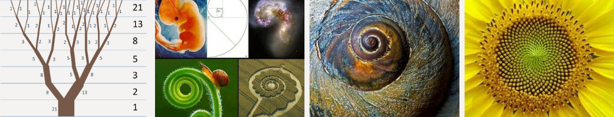 Naturfeneomenet och den matematiska ekvationen ”Spiralen” i fyra varianter: ett träd, ett foster, en snigel och en solros.